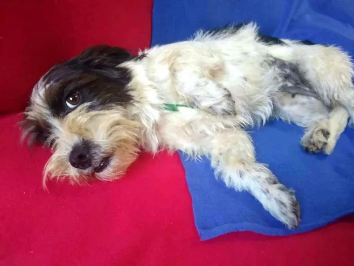 Cachorro ra a  idade 2 anos nome Amora