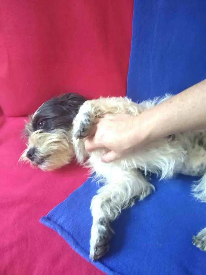 Cachorro ra a  idade 2 anos nome Amora