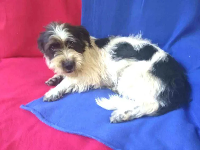 Cachorro ra a  idade 2 anos nome Amora