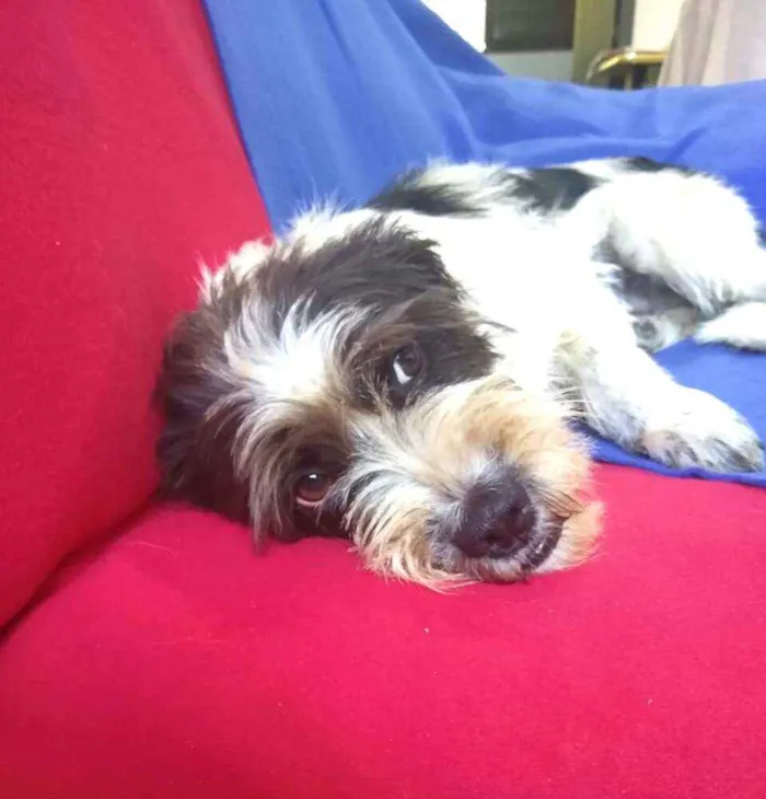 Cachorro ra a  idade 2 anos nome Amora