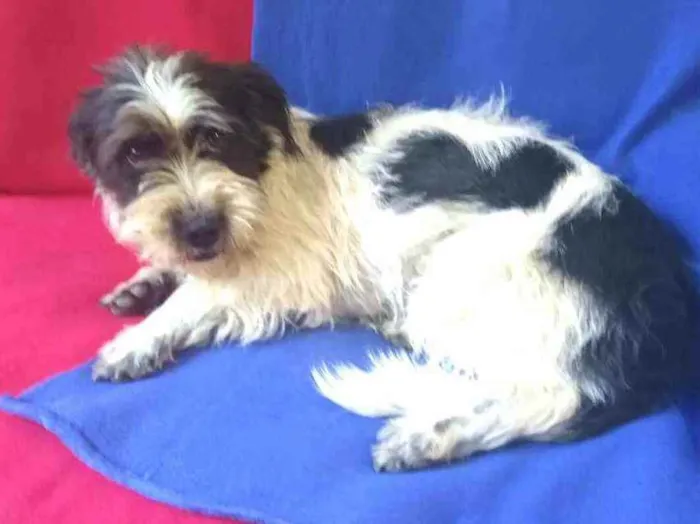 Cachorro ra a  idade 2 anos nome Amora