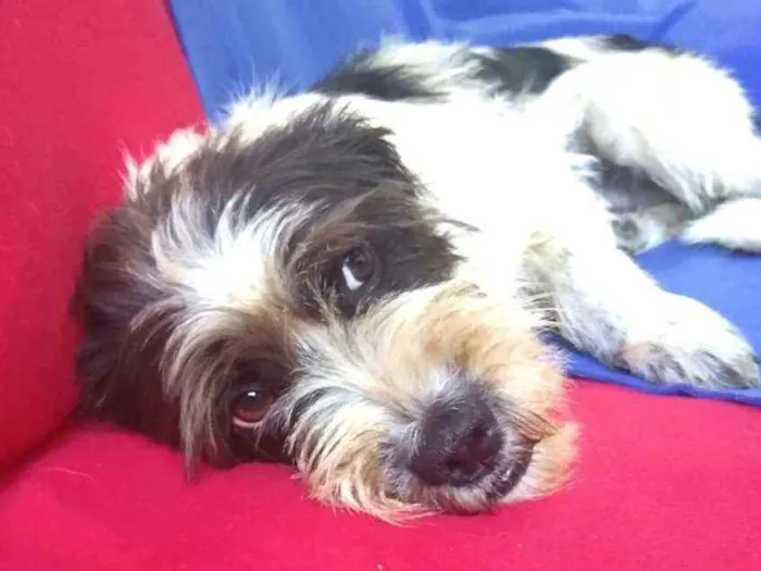 Cachorro ra a  idade 2 anos nome Amora