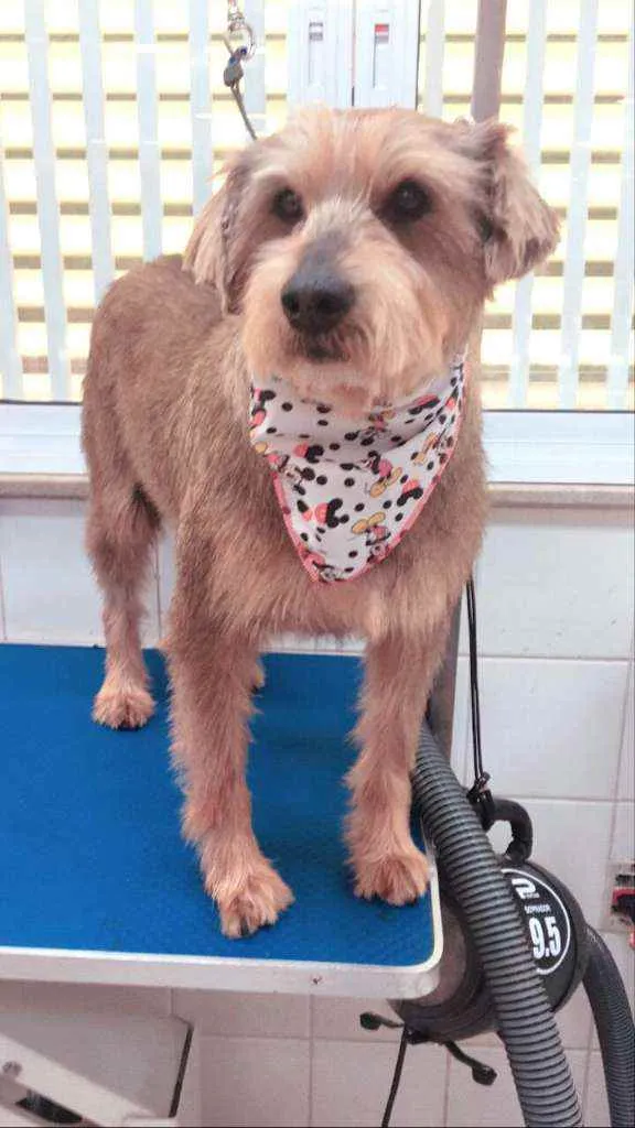 Cachorro ra a  idade 3 anos nome Lion