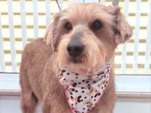 Cachorro raça  idade 3 anos nome Lion 