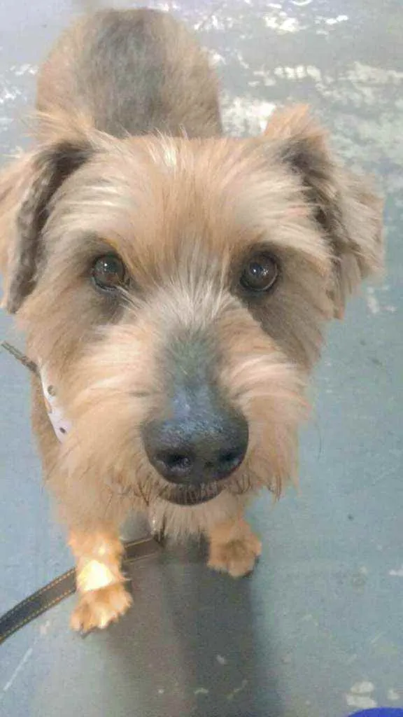 Cachorro ra a  idade 3 anos nome Lion