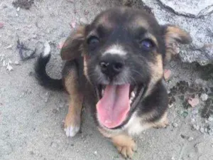 Cachorro raça  idade Abaixo de 2 meses nome Jennifer