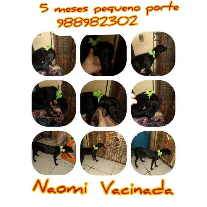 Cachorro ra a Srd idade 2 a 6 meses nome Naomi 