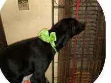 Cachorro raça Srd idade 2 a 6 meses nome Naomi 