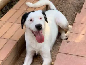 Cachorro raça Srd idade  nome Scotie