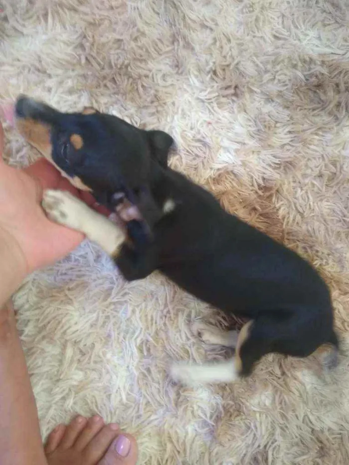 Cachorro raça Vira lata com Pincher idade 2 a 6 meses nome Sandy