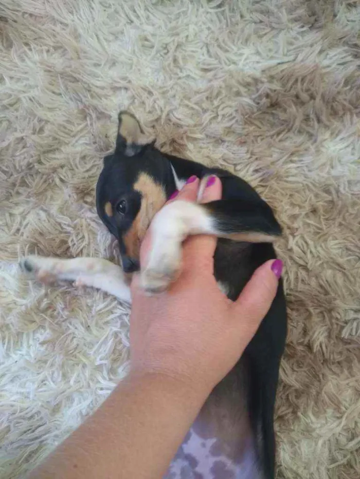 Cachorro raça Vira lata com Pincher idade 2 a 6 meses nome Sandy