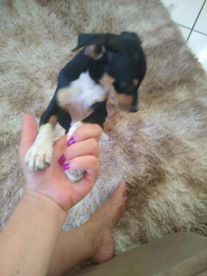 Cachorro raça Vira lata com Pincher idade 2 a 6 meses nome Sandy
