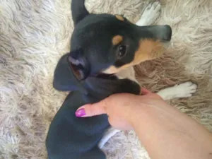 Cachorro raça Vira lata com Pincher idade 2 a 6 meses nome Sandy