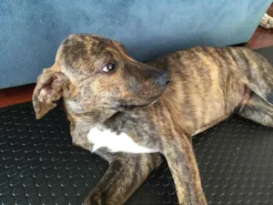 Cachorro raça srd, porte médio idade 2 a 6 meses nome Thor