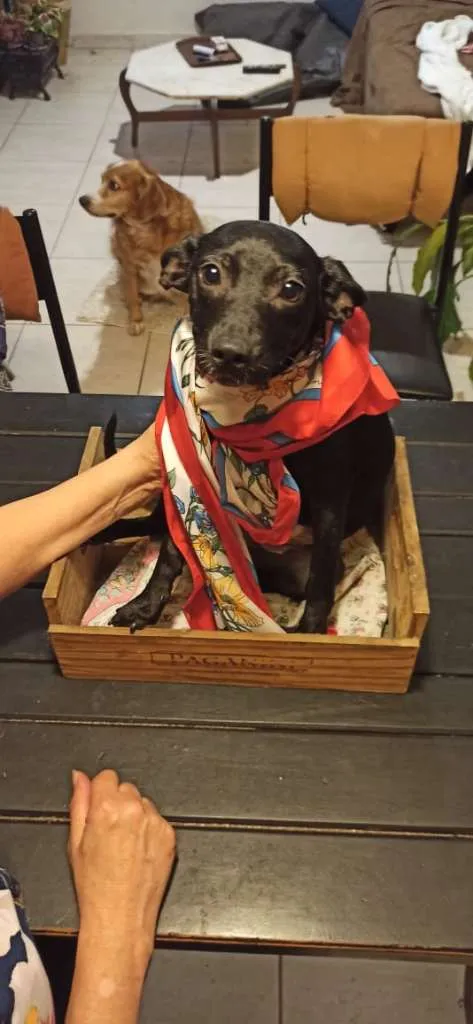 Cachorro ra a SRD-ViraLata idade 2 a 6 meses nome ANA AMORA