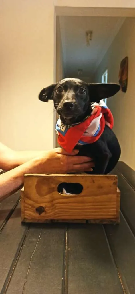 Cachorro ra a SRD-ViraLata idade 2 a 6 meses nome ANA AMORA