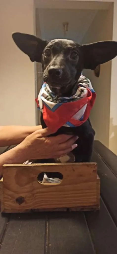 Cachorro ra a SRD-ViraLata idade 2 a 6 meses nome ANA AMORA
