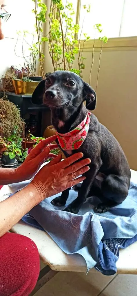 Cachorro ra a SRD-ViraLata idade 2 a 6 meses nome ANA AMORA