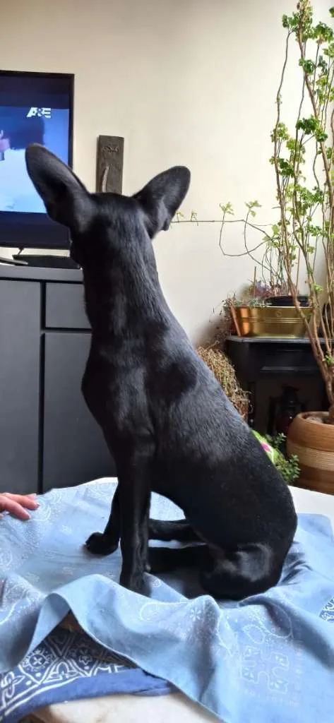 Cachorro ra a SRD-ViraLata idade 2 a 6 meses nome ANA AMORA