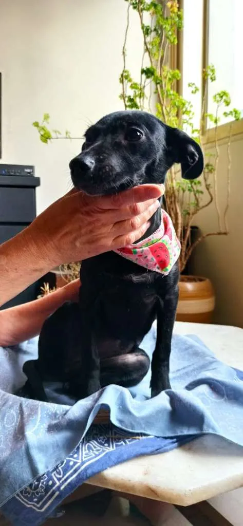 Cachorro ra a SRD-ViraLata idade 2 a 6 meses nome ANA AMORA