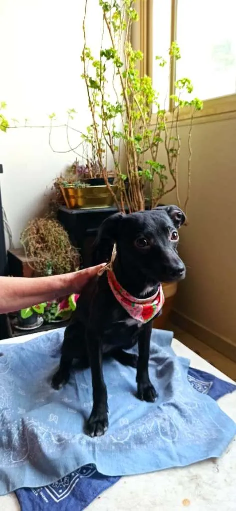 Cachorro ra a SRD-ViraLata idade 2 a 6 meses nome CLARA AMORA