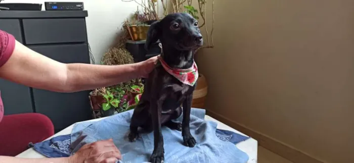 Cachorro ra a SRD-ViraLata idade 2 a 6 meses nome CLARA AMORA