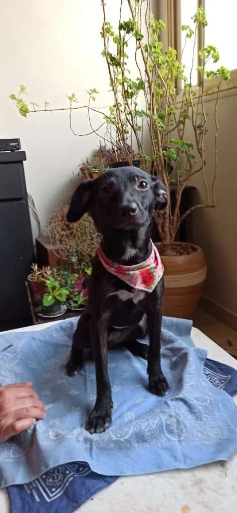 Cachorro ra a SRD-ViraLata idade 2 a 6 meses nome CLARA AMORA