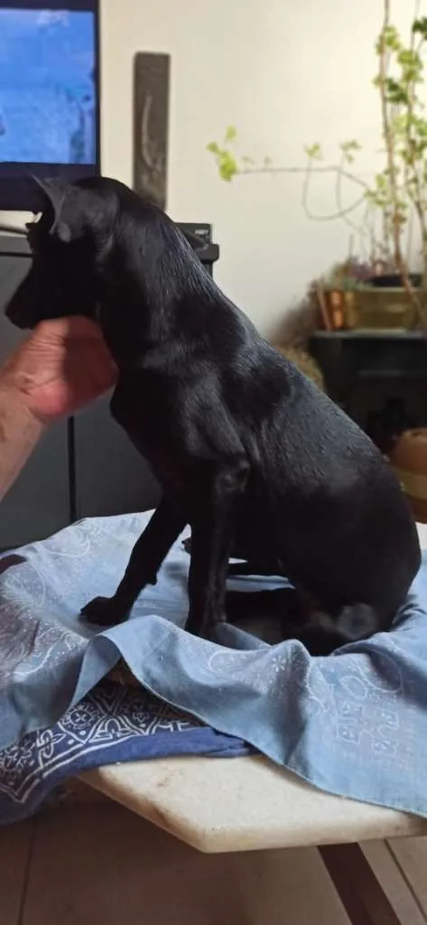 Cachorro ra a SRD-ViraLata idade 2 a 6 meses nome CLARA AMORA