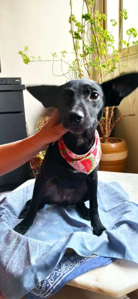 Cachorro ra a SRD-ViraLata idade 2 a 6 meses nome CLARA AMORA