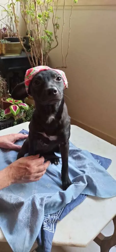 Cachorro ra a SRD-ViraLata idade 2 a 6 meses nome BIA AMORA