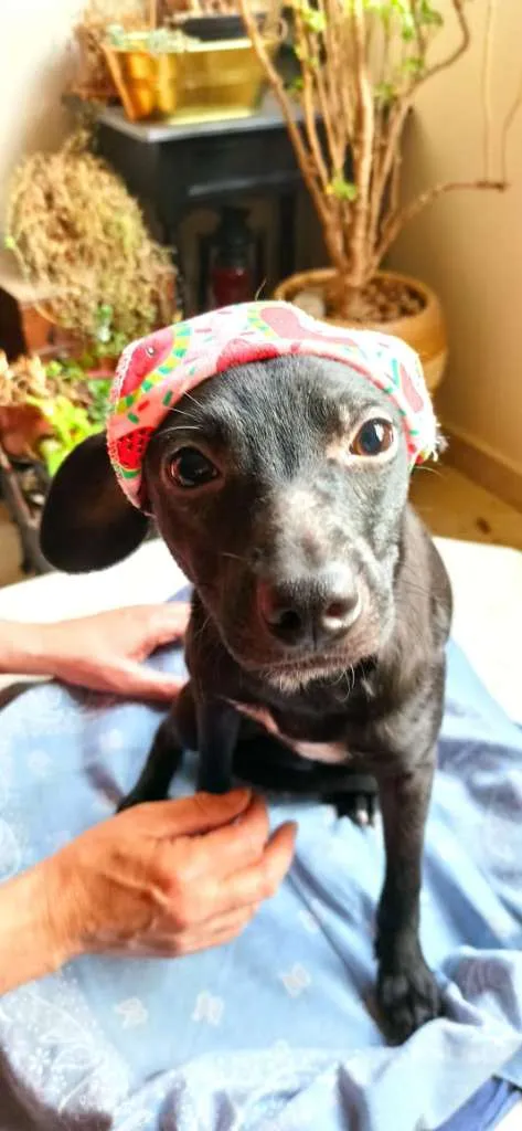 Cachorro ra a SRD-ViraLata idade 2 a 6 meses nome BIA AMORA