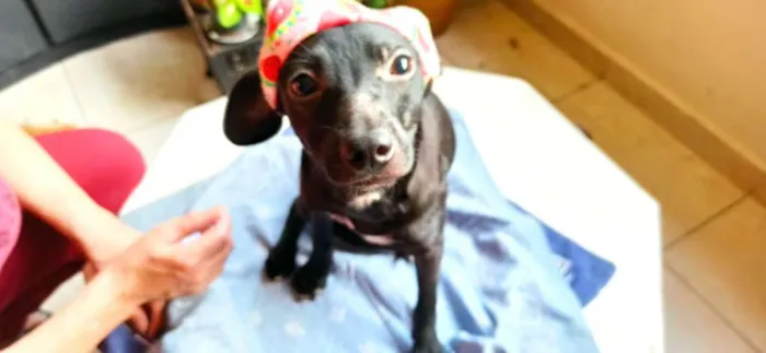 Cachorro ra a SRD-ViraLata idade 2 a 6 meses nome BIA AMORA
