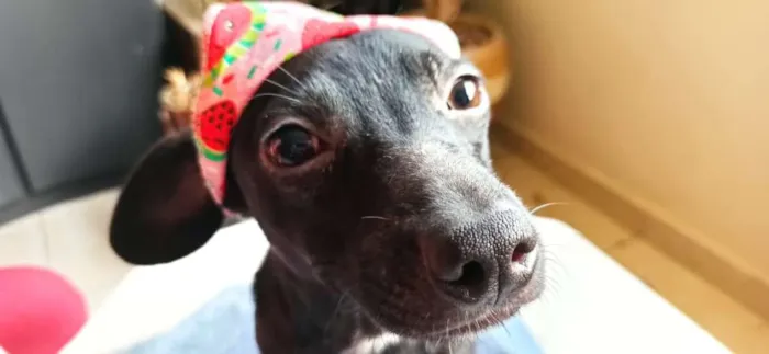 Cachorro ra a SRD-ViraLata idade 2 a 6 meses nome BIA AMORA