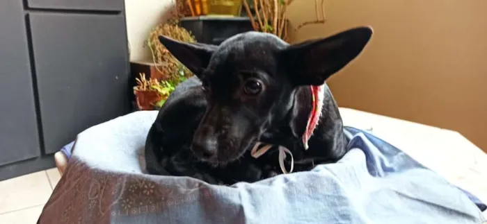 Cachorro ra a SRD-ViraLata idade 2 a 6 meses nome BIA AMORA