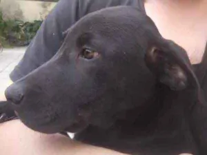 Cachorro raça srd idade 2 a 6 meses nome Tom