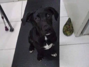 Cachorro raça srd, porte médio idade 2 a 6 meses nome Mike