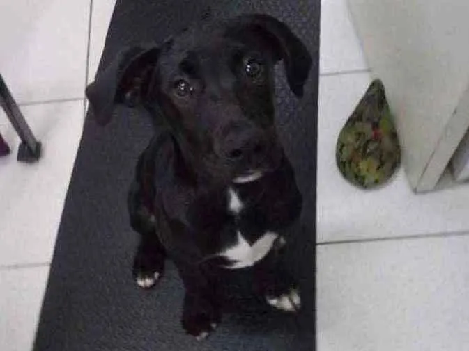 Cachorro ra a srd, porte médio idade 2 a 6 meses nome Mike
