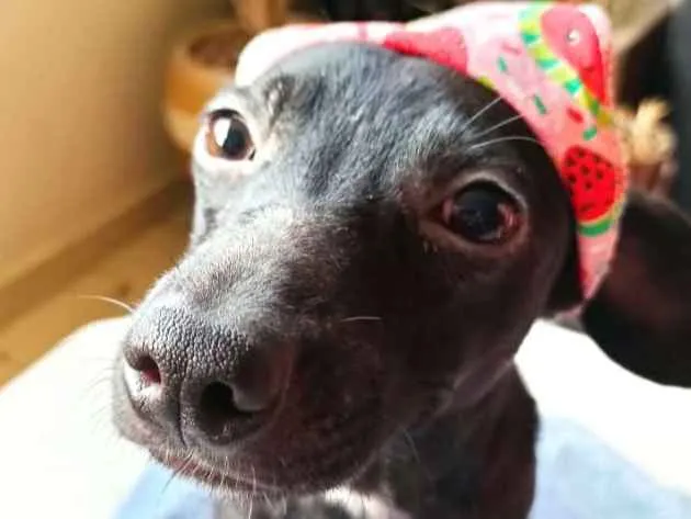 Cachorro ra a SRD-ViraLata idade 2 a 6 meses nome BIA AMORA