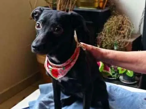 Cachorro ra a SRD-ViraLata idade 2 a 6 meses nome CLARA AMORA