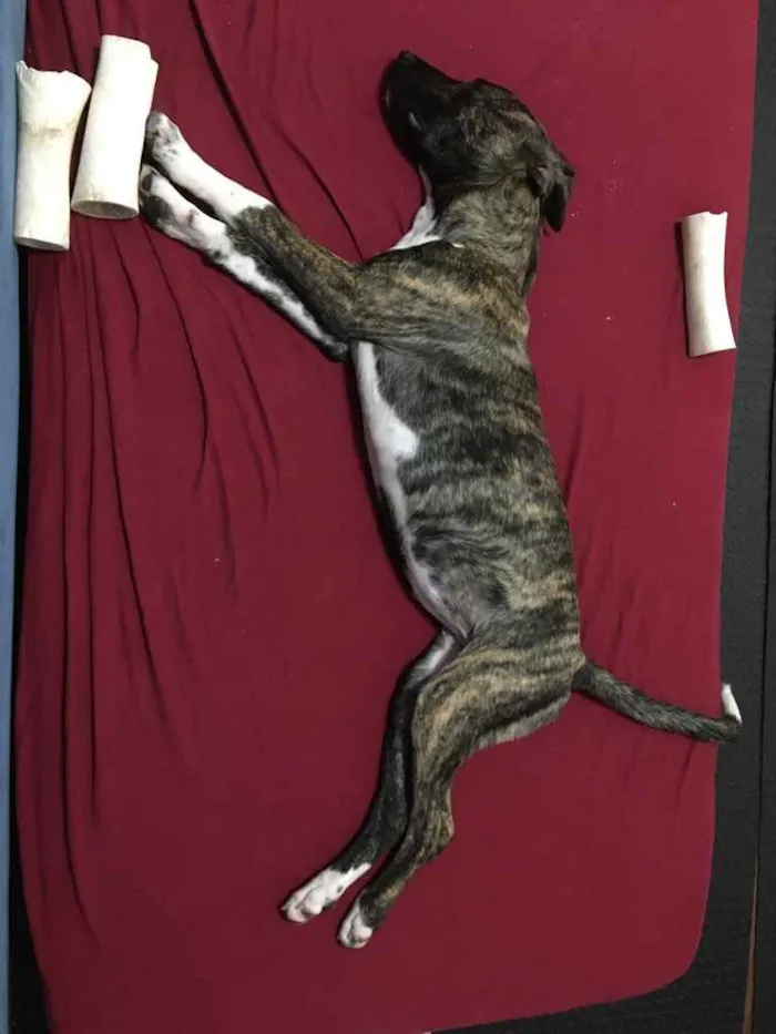 Cachorro ra a srd, porte médio  idade 2 a 6 meses nome Tina
