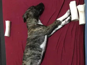 Cachorro raça srd, porte médio  idade 2 a 6 meses nome Tina