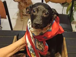 Cachorro raça SRD-ViraLata idade 2 a 6 meses nome ANA AMORA