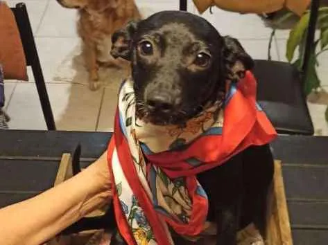 Cachorro ra a SRD-ViraLata idade 2 a 6 meses nome ANA AMORA