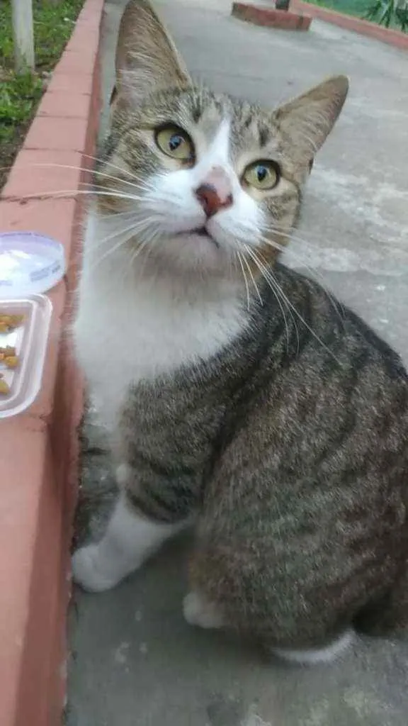 Gato raça Srd idade 2 anos nome Lara