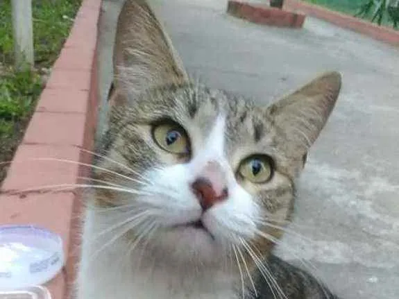 Gato raça Srd idade 2 anos nome Lara