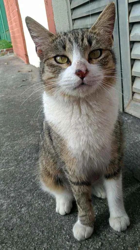 Gato raça Srd idade 2 anos nome Lara