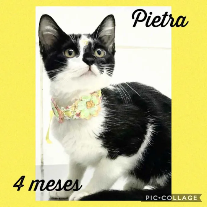 Gato ra a Srd idade 2 a 6 meses nome Pietra