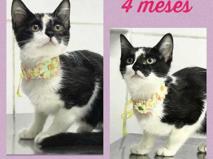 Gato ra a Srd idade 2 a 6 meses nome Pietra