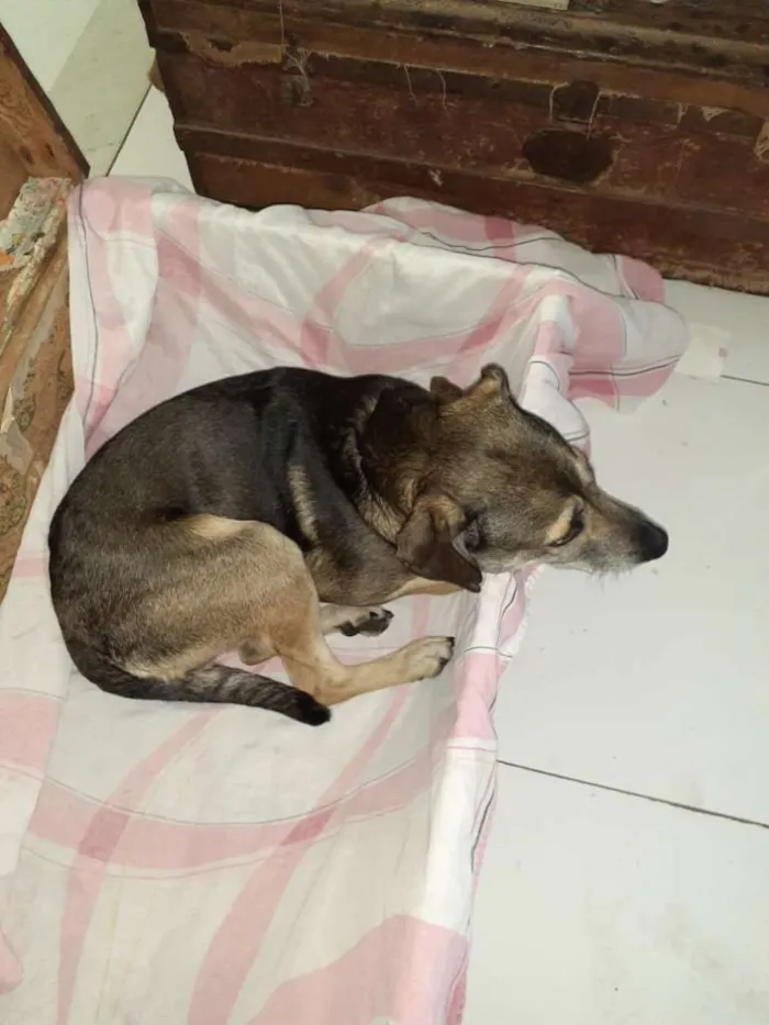 Cachorro ra a SRD-ViraLata idade 1 ano nome NINO