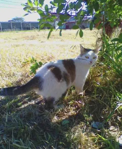 Gato ra a Sem raça definida idade 1 ano nome Maryloo